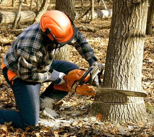 Tree Removal in Milford, CT